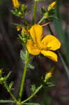 Yellow meadowbeauty